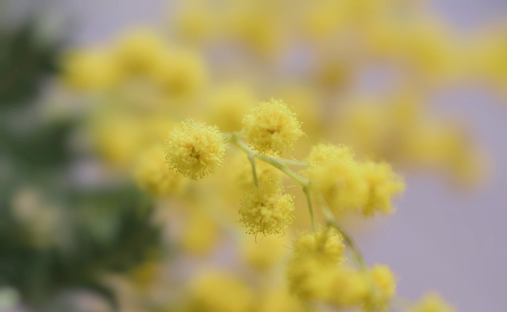 k_0603z_'s tweet image. …
あたらしい
　季節の訪れ…🌿

#flowerphotography
#mimosa
・