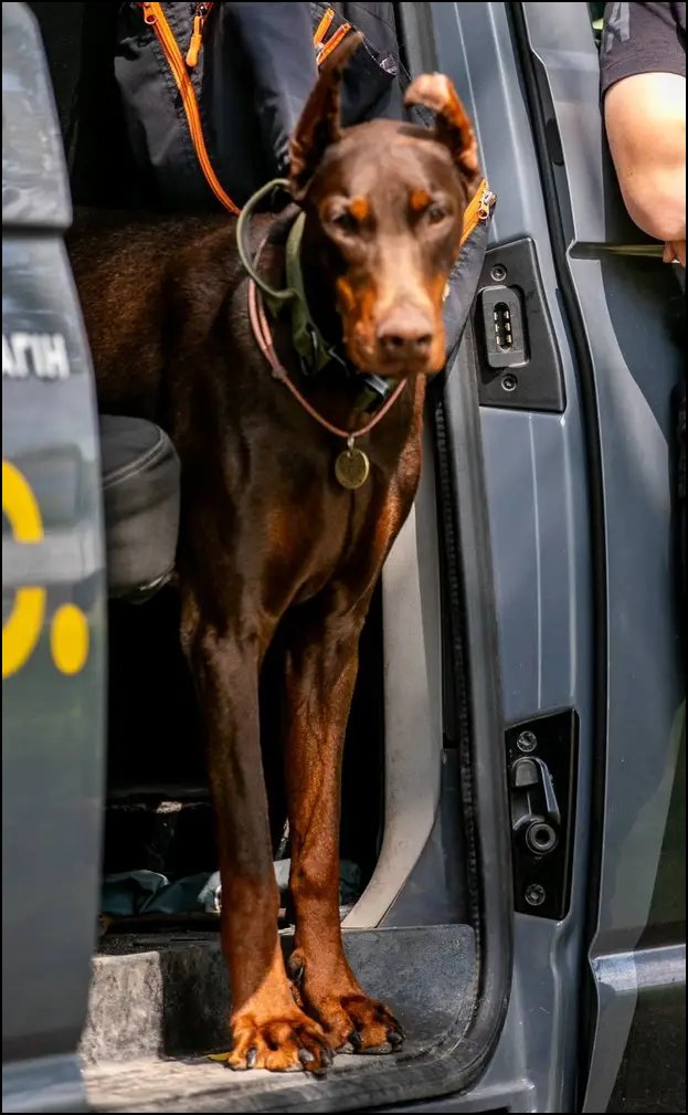 БыльБылева tweet media