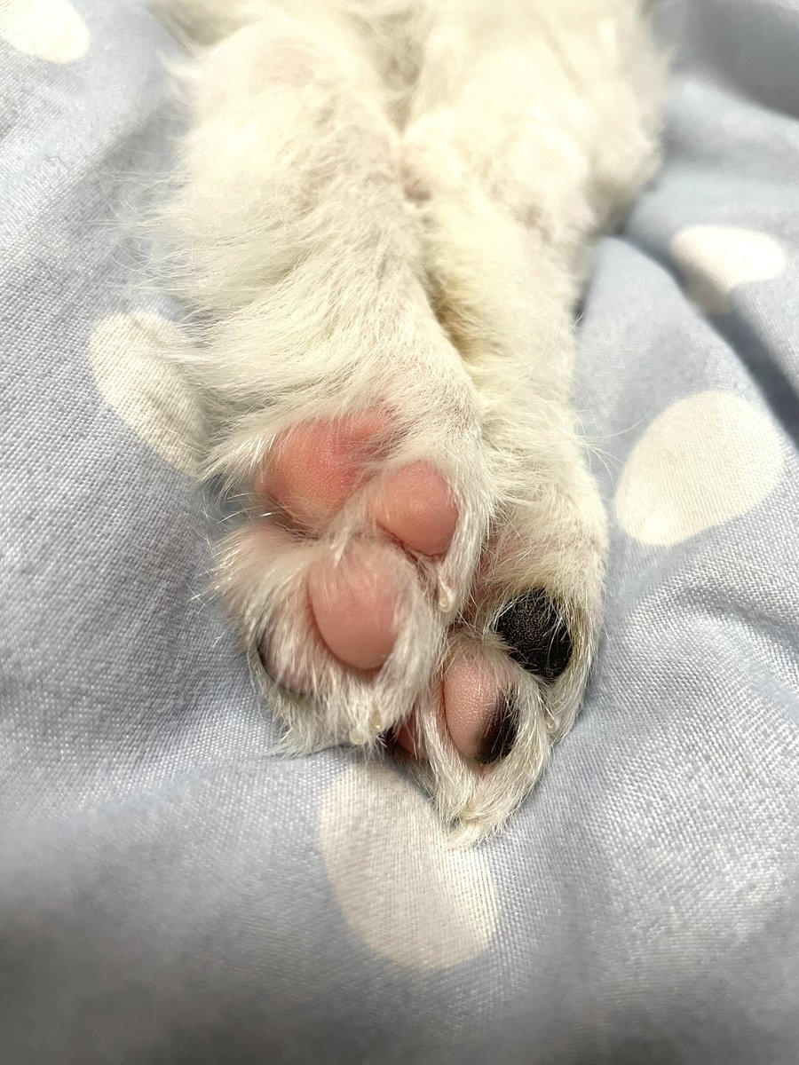 もちもちあんよ
#子ワンコ