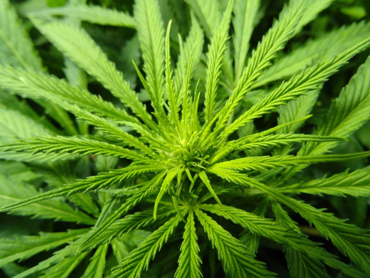 Sean Mcdowell tweet media