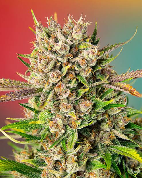 Sean Mcdowell tweet media