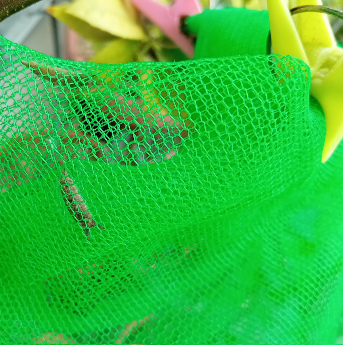 わさび@ちょうちょまんが家 tweet media