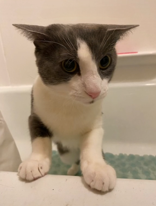 tri-hourly shark tweet media