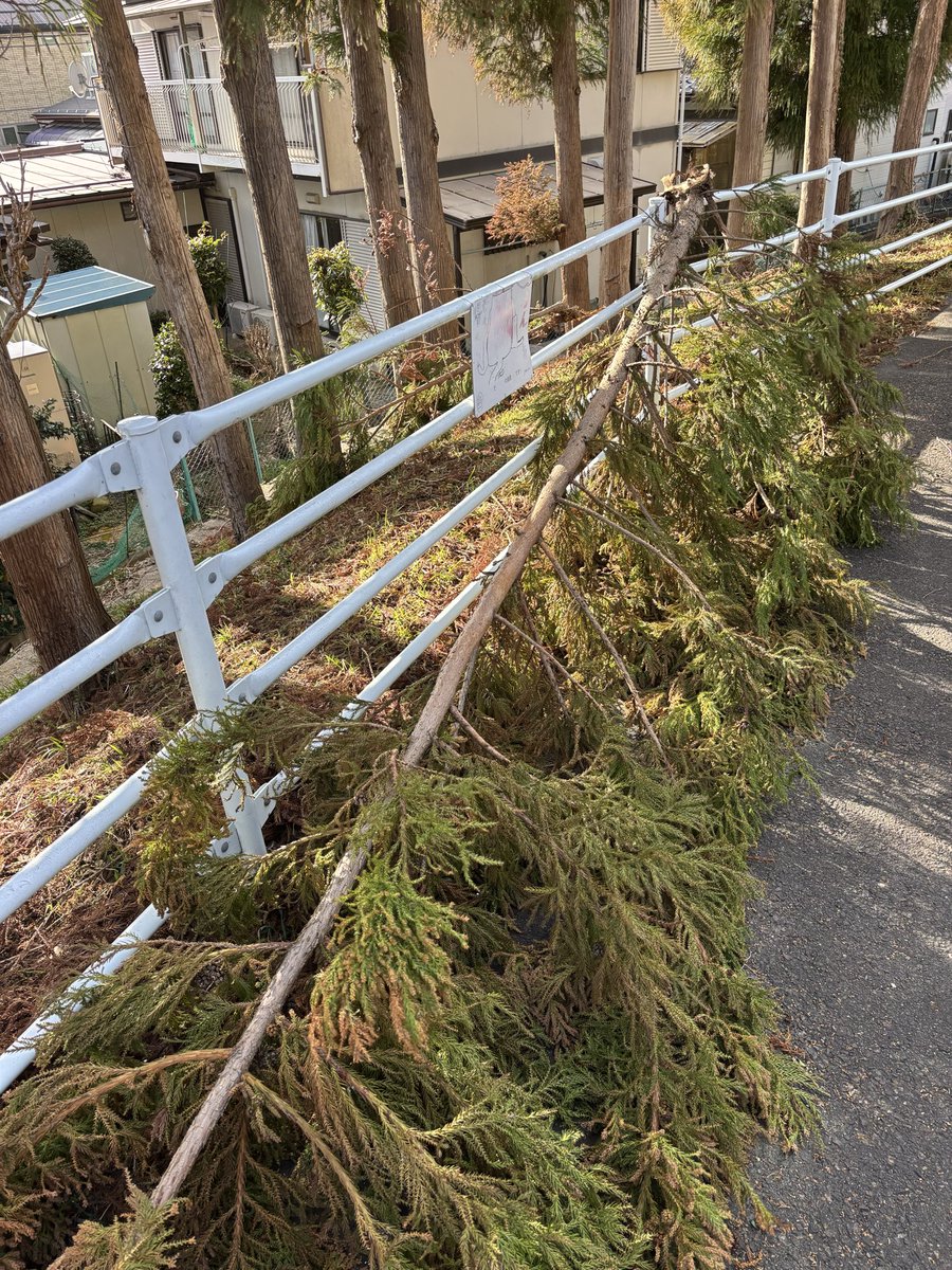 69_docomo's tweet photo. 郡山市所有地に群生する杉の木から枝が落ちて来ました。太くて長い！枝が落ちて危険なので伸び過ぎた木の剪定を富田行政センターへ依頼も問題無いとそのまま放置。危険と思わないのでしょうか？皆さん降って来る枝には気をつけましょー！

#郡山市
#富田行政センター　
#倒木
#枝
#お役所仕事
#危険 https://t.co/1r3J4iksX4
