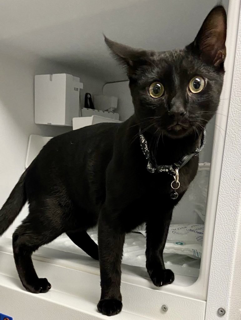 The Provost / سيدة الفتنة tweet media