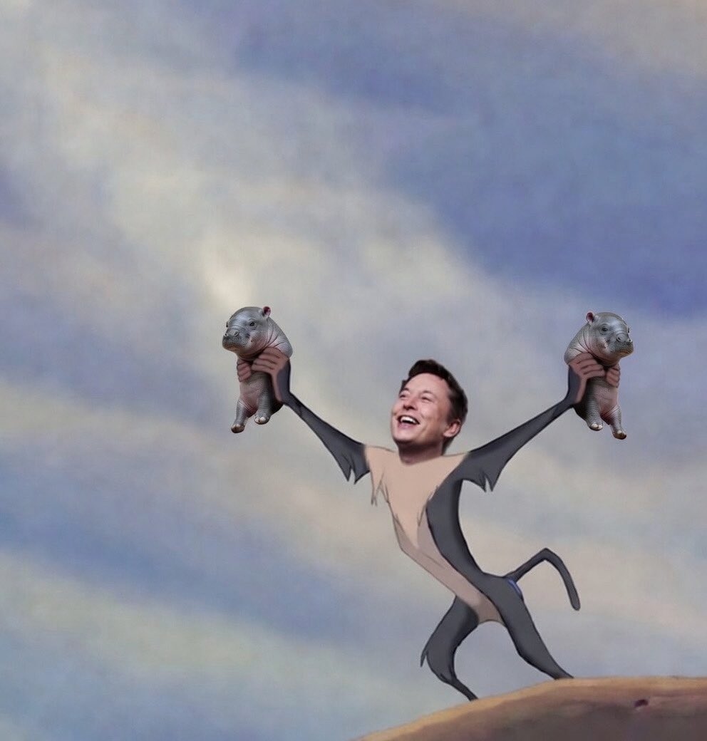 SpongillionaireJoe tweet media