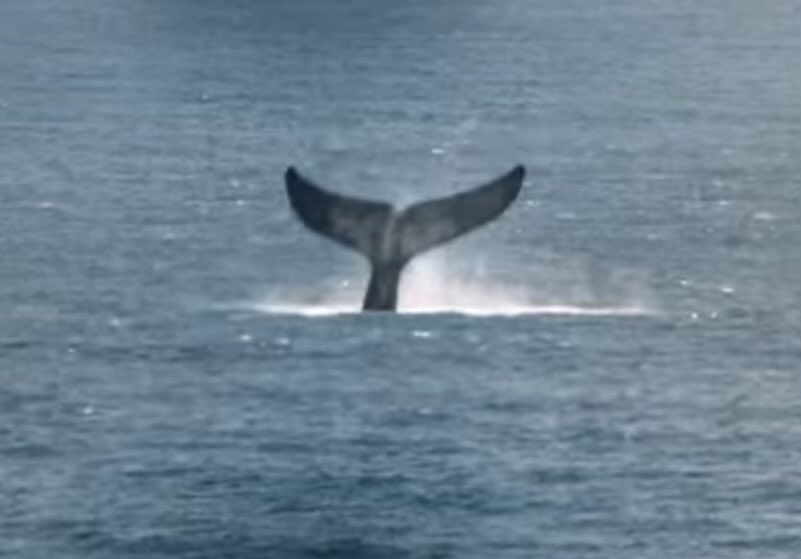 Brand0nsm1th tweet media