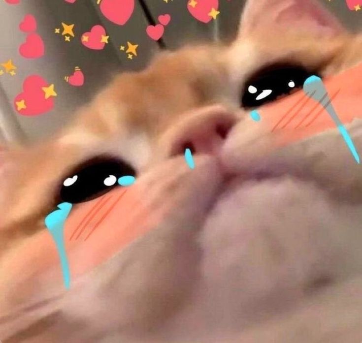 CatSnacks tweet media