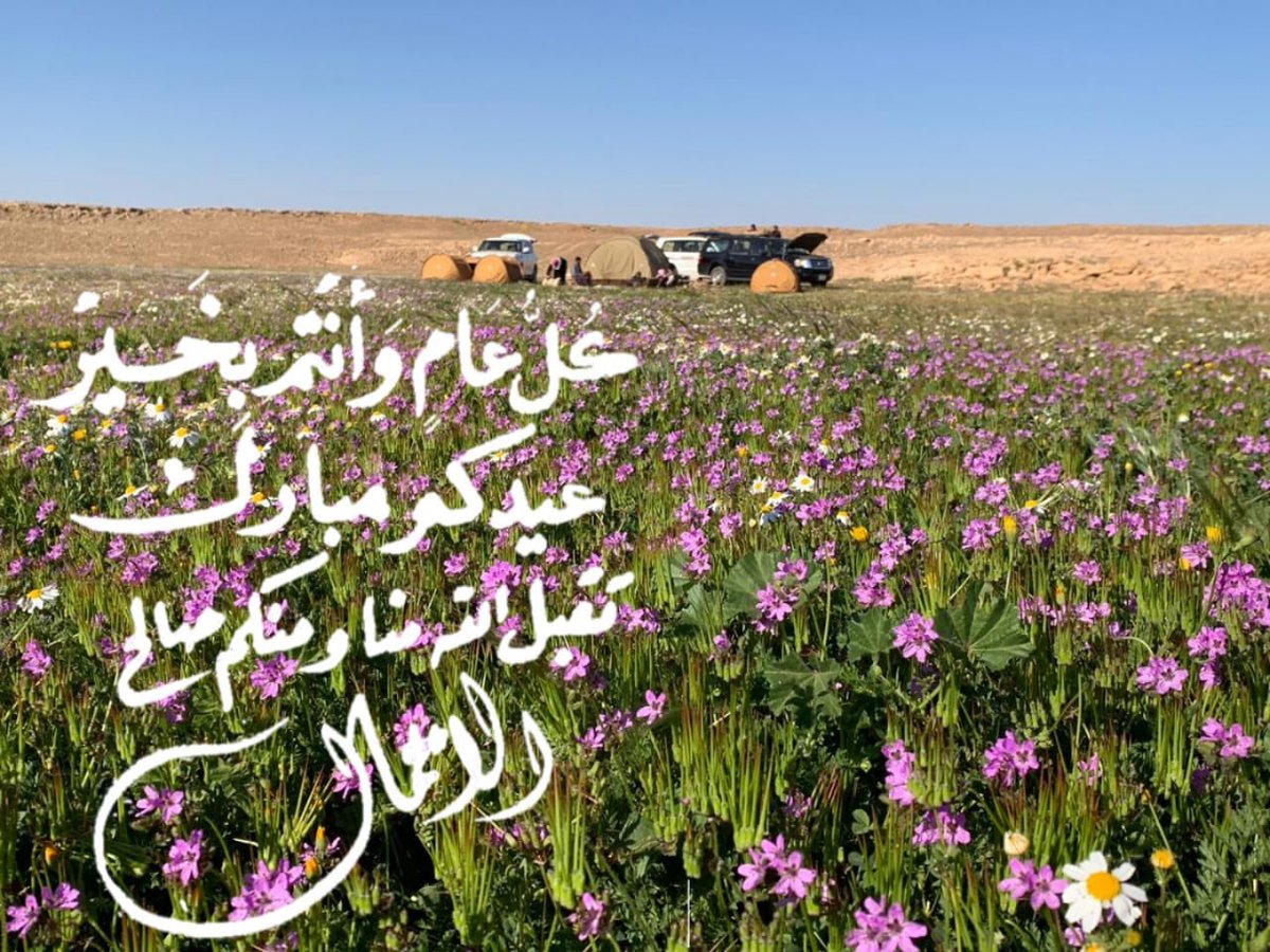 مخاوي الشيبان tweet media