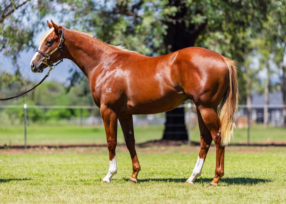 shanenicholsrac's tweet photo. We’ve secured a flashy King’s Legacy colt out of a half-sister to our Queen I Am A Star. Purchased for $48,000 from Forge Thoroughbreds. 

He’s a well-built, strong colt that is an early September foal so won’t take long at all to be up and going. https://t.co/zR6kggSbUJ