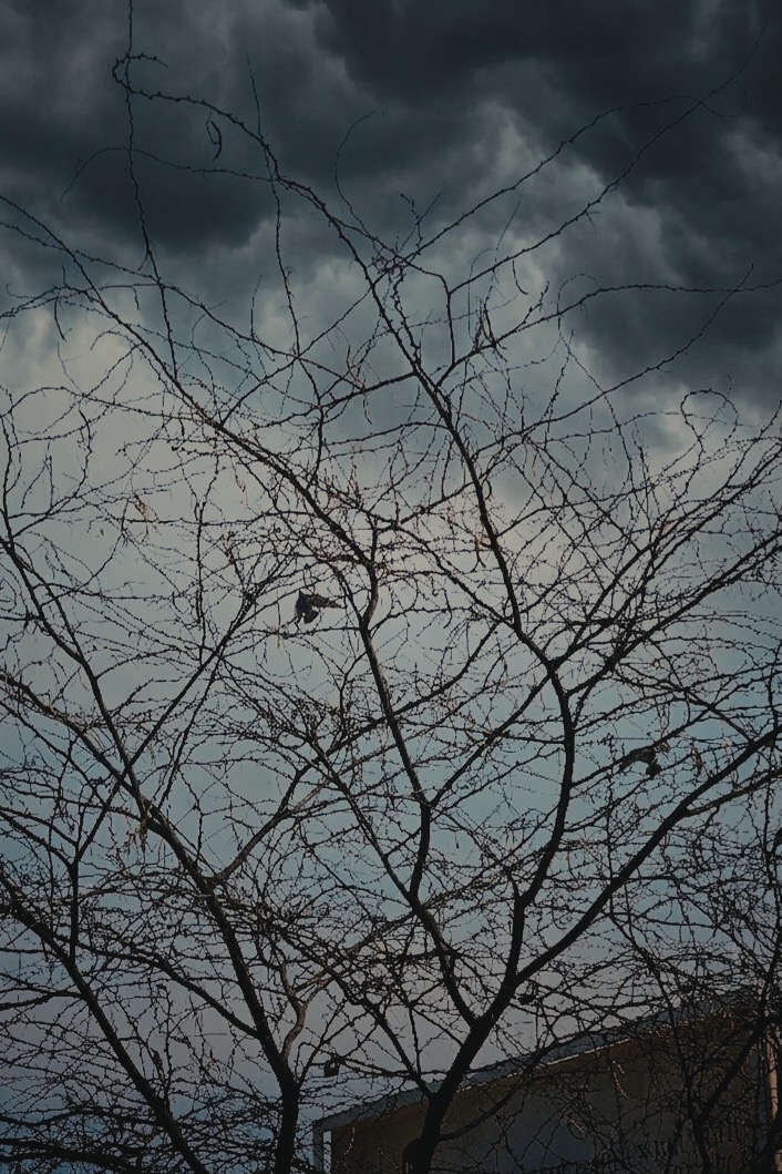 Bobby Roy tweet media