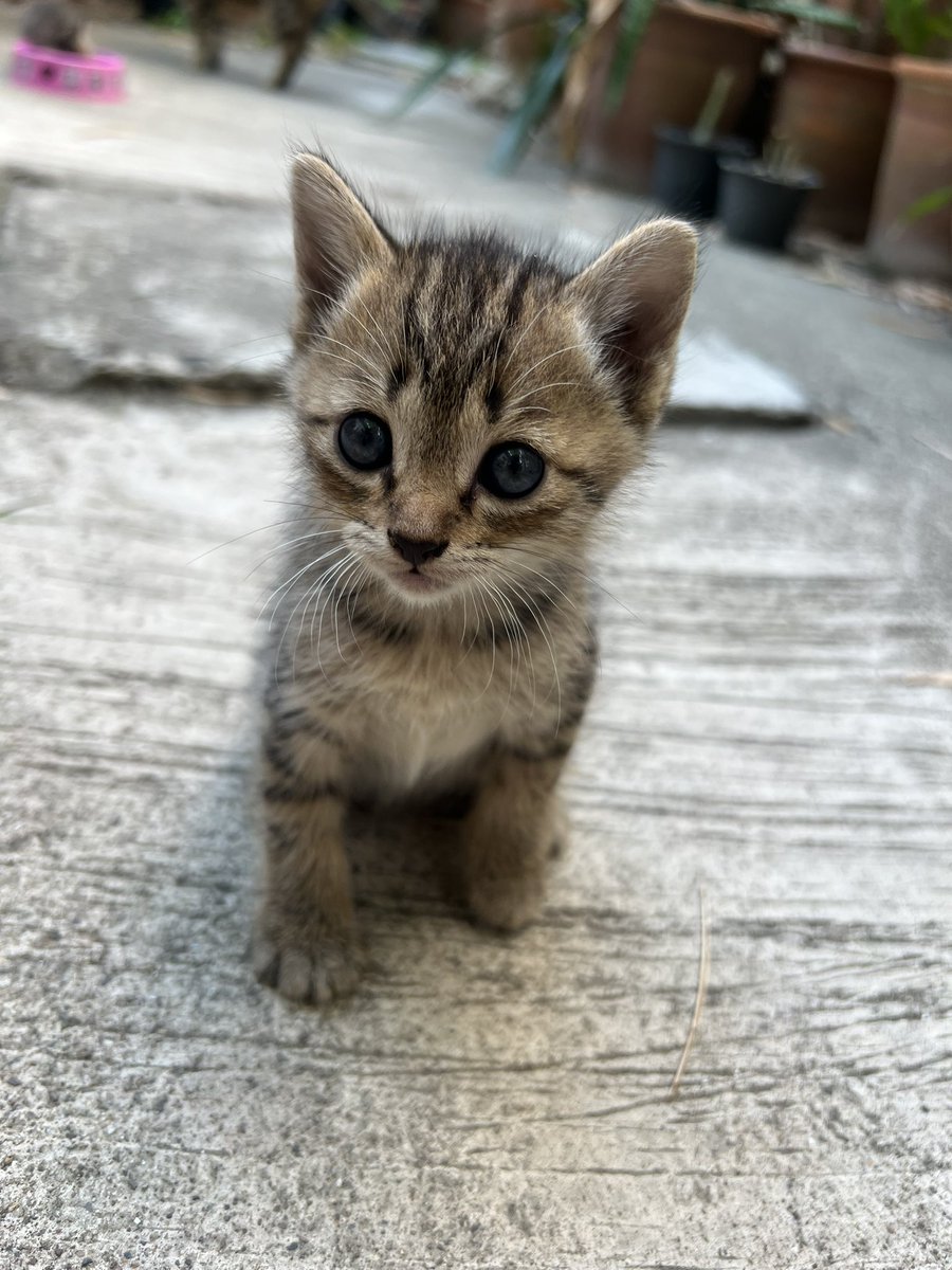 🥓五花肉🐽 tweet media