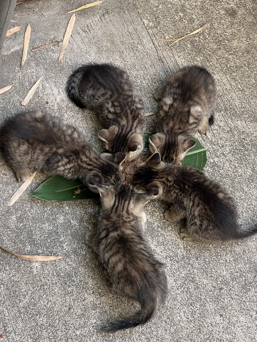 🥓五花肉🐽 tweet media