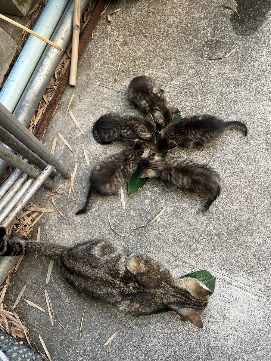 🥓五花肉🐽 tweet media