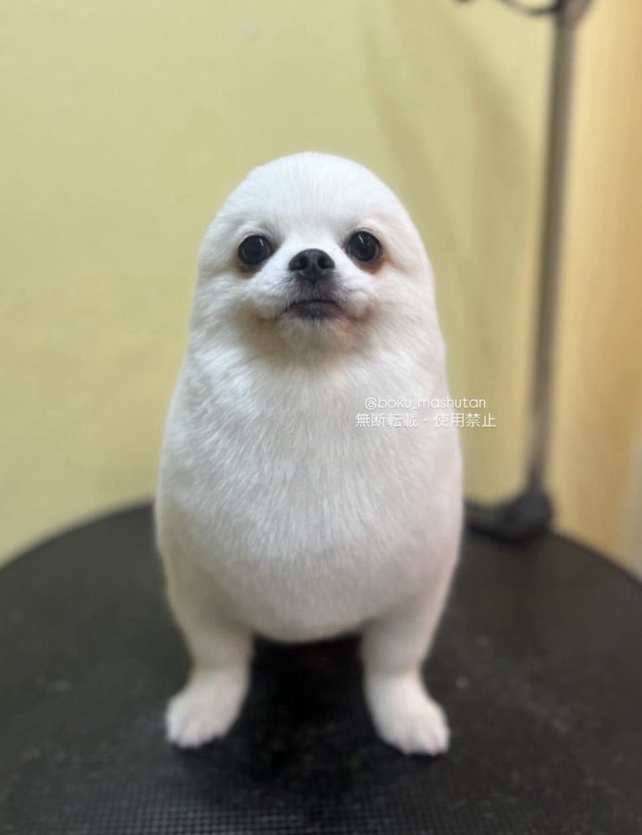 🩸 🧟‍♀️ Figure_FanGirl 228 🧟‍♀️ 🩸 tweet media