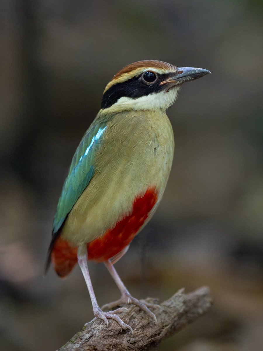 BP Chua Photography tweet media