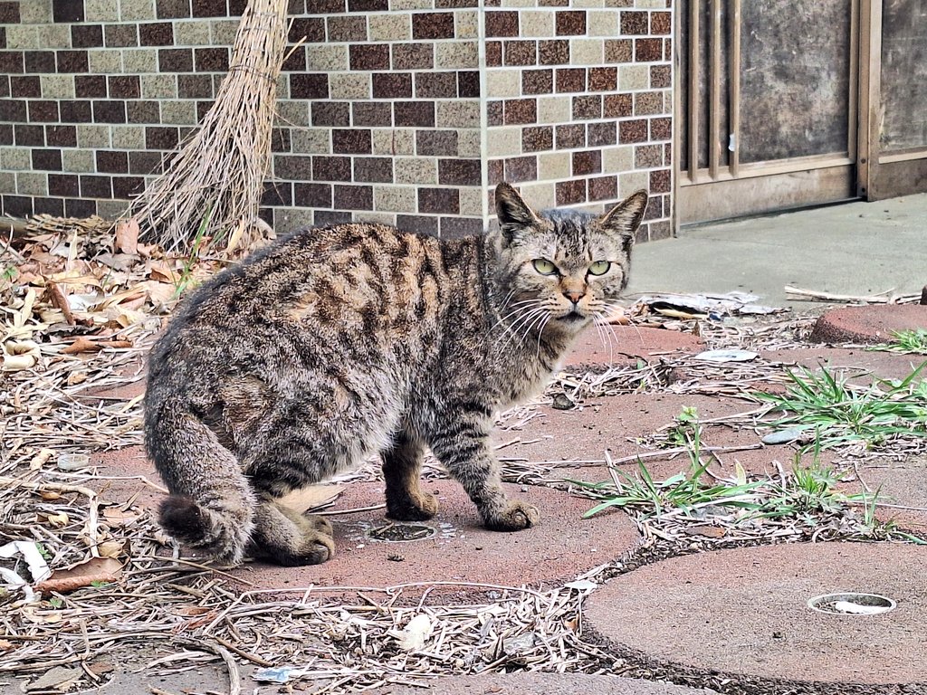 たかはし tweet media