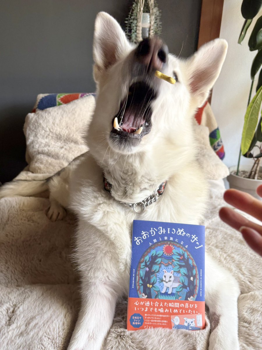 riya / 書籍「おおかみいぬのサン」3/31発売 tweet media