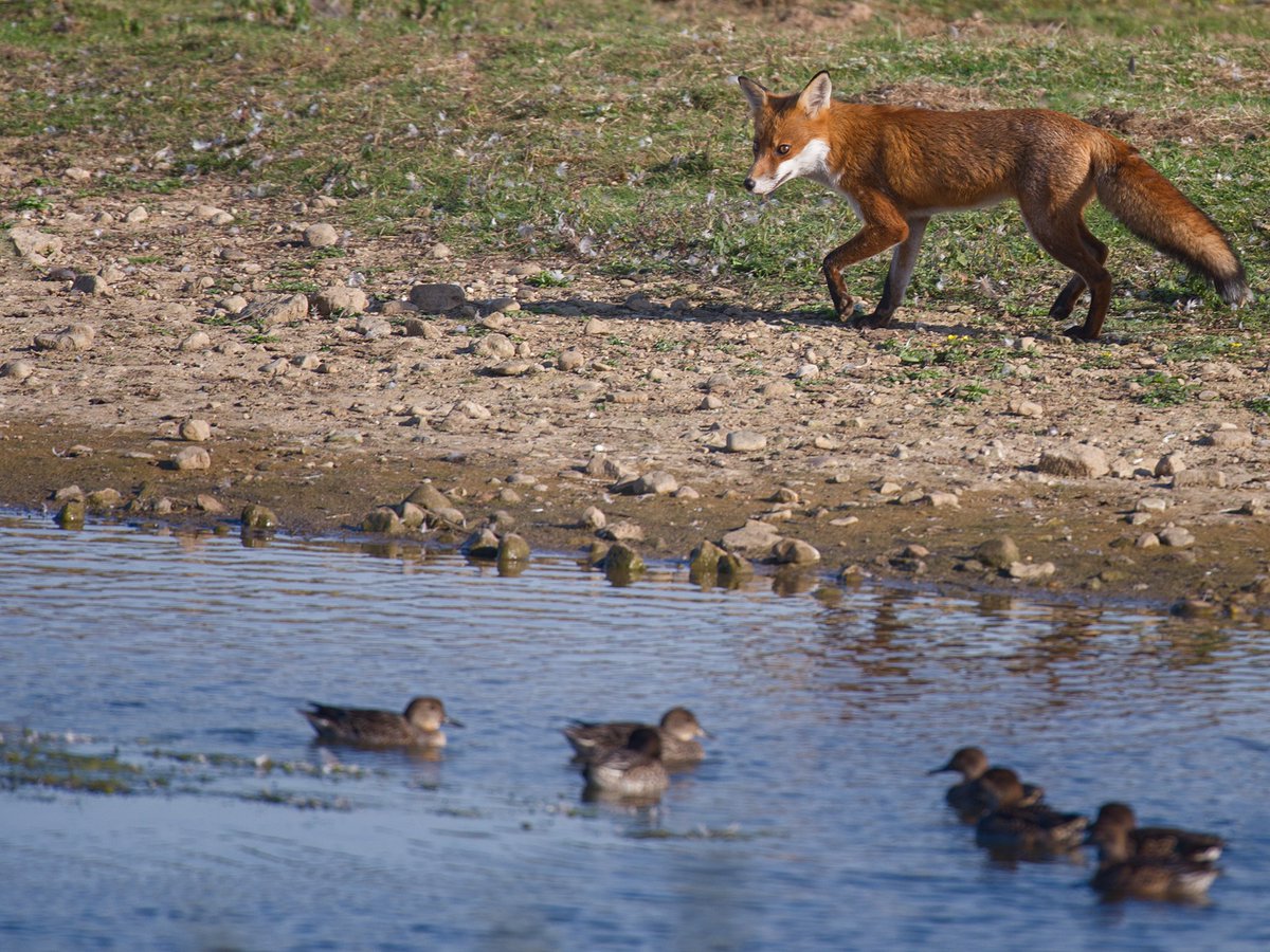 OccasionalFops tweet media