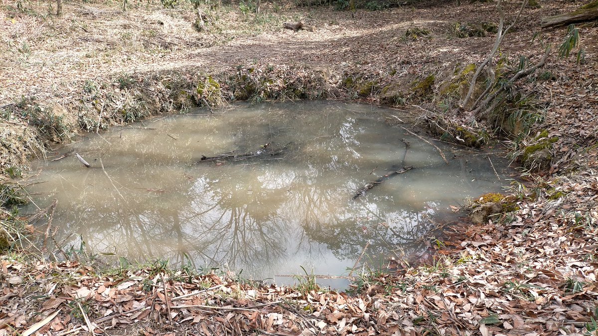 北之庄城の謎遺構七ツ池。窪地状の曲輪に井戸みたいな穴がボコボコ。しかも一生懸命探しても6つしかない。で説明板読んだら窪地が 6箇所だと。 七ツ ...