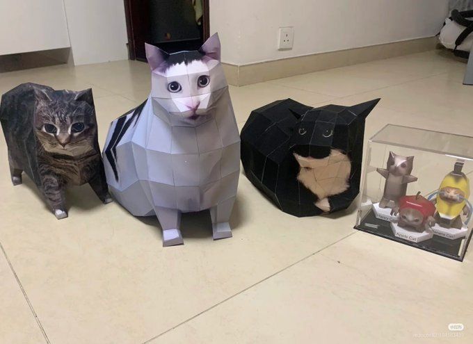 Cat TikToks tweet media