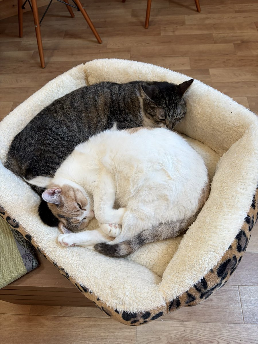 🌞EV(エレベーター)🌞 tweet media