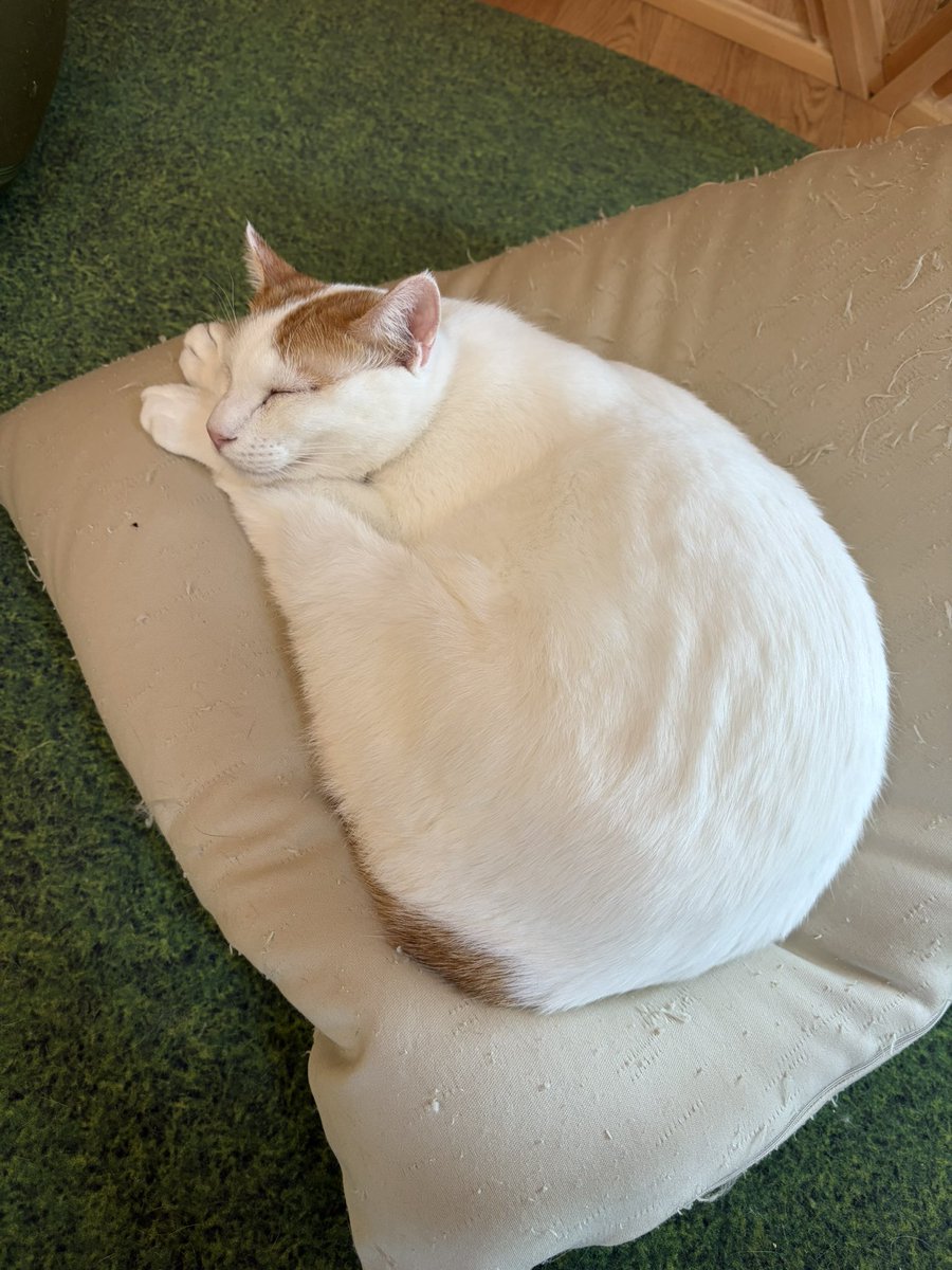 🌞EV(エレベーター)🌞 tweet media