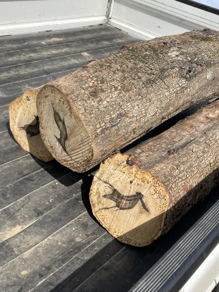 まつかさ堂 tweet media