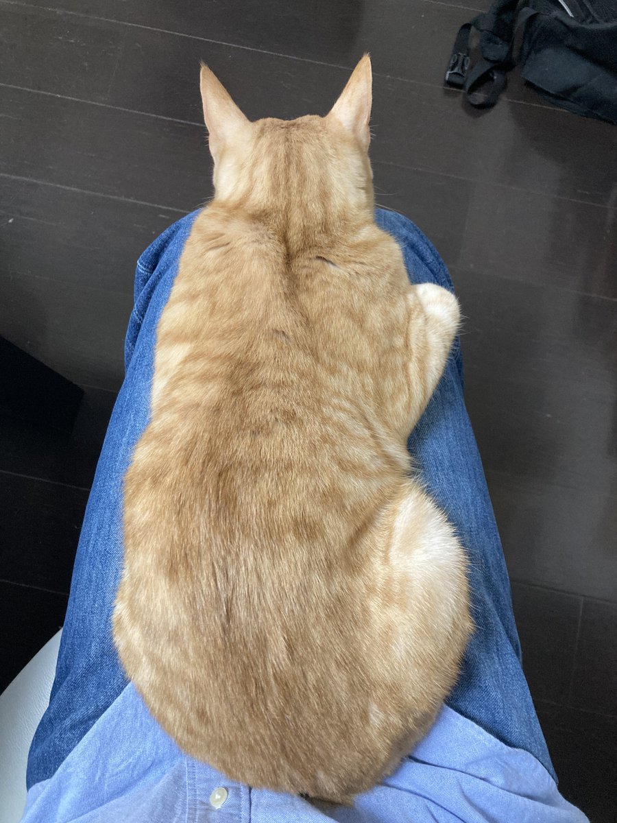 クルクルパー＝アヴダビ（アヴ式の片割れ） tweet media