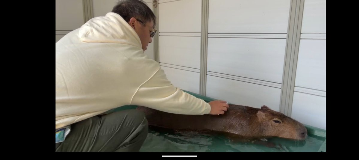 空音(たかね)🎀*カピバラマロン親衛隊🌰 tweet media