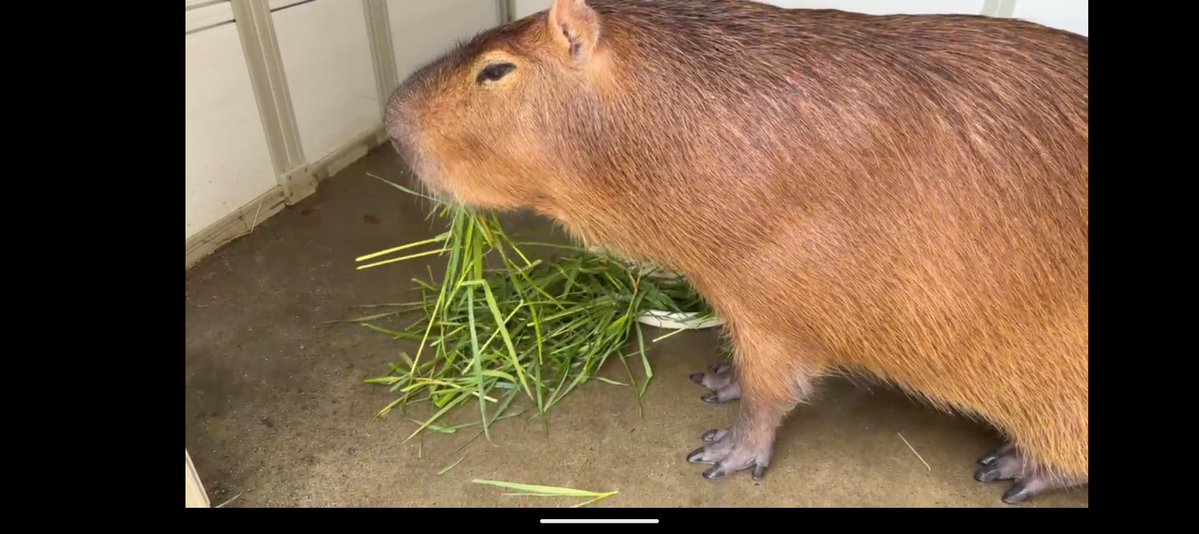 空音(たかね)🎀*カピバラマロン親衛隊🌰 tweet media