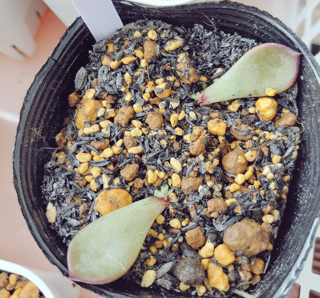 ぱっちゅーた tweet media