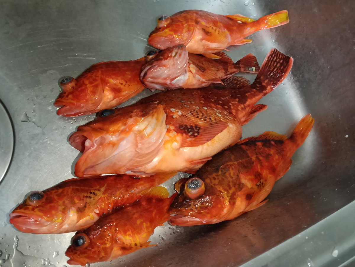 locusta_cw tweet media