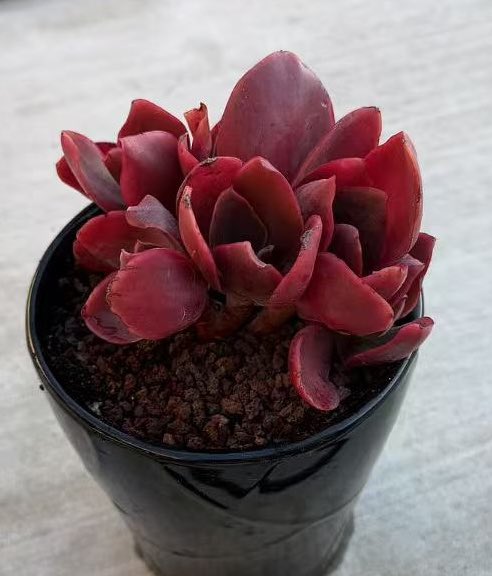 Traveler tweet media