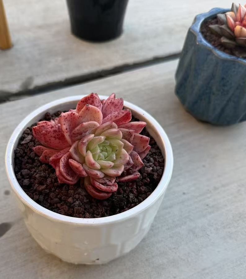 Traveler tweet media