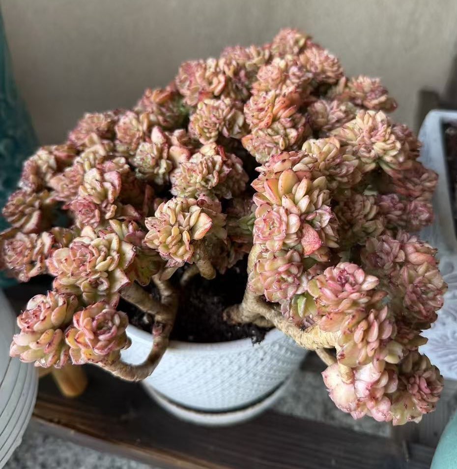 Traveler tweet media