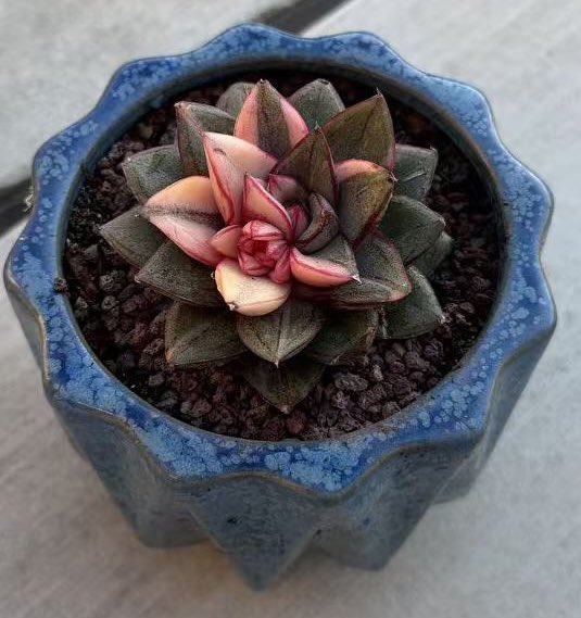 Traveler tweet media