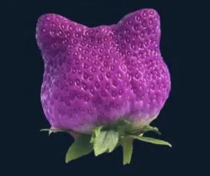 ₿itcoin hodler⚡️ tweet media