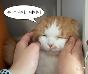 깽✨️ tweet media