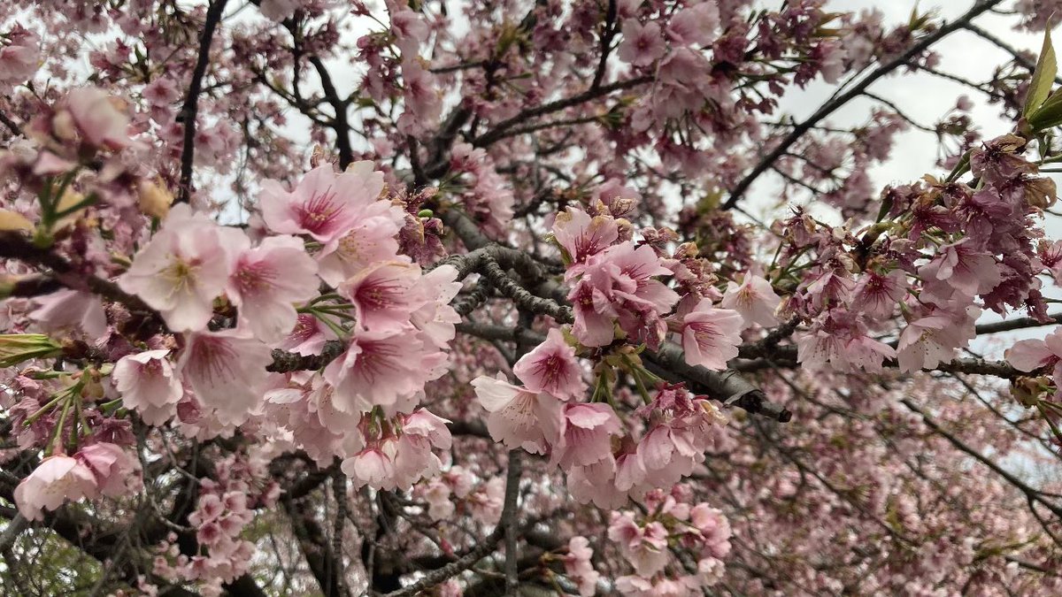 ソルジャーFANG+MVST+SOFI+KEEL(BITF) tweet media