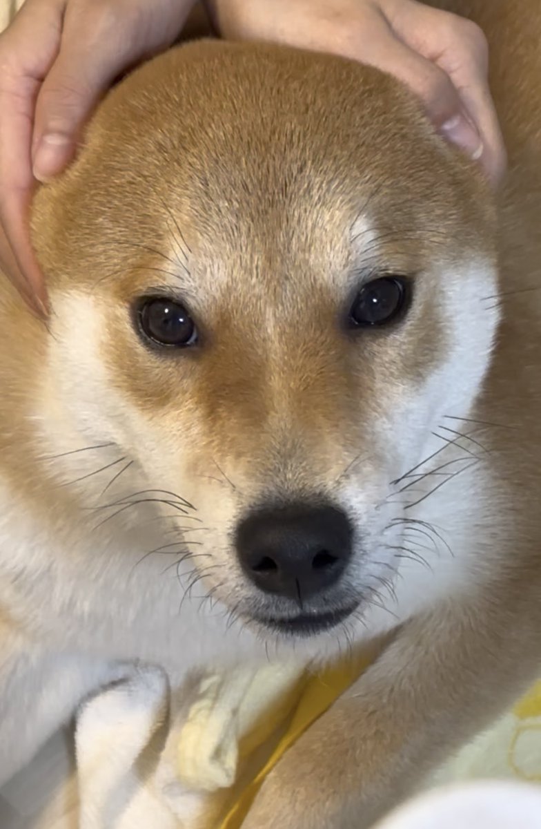 びわのすけ tweet media