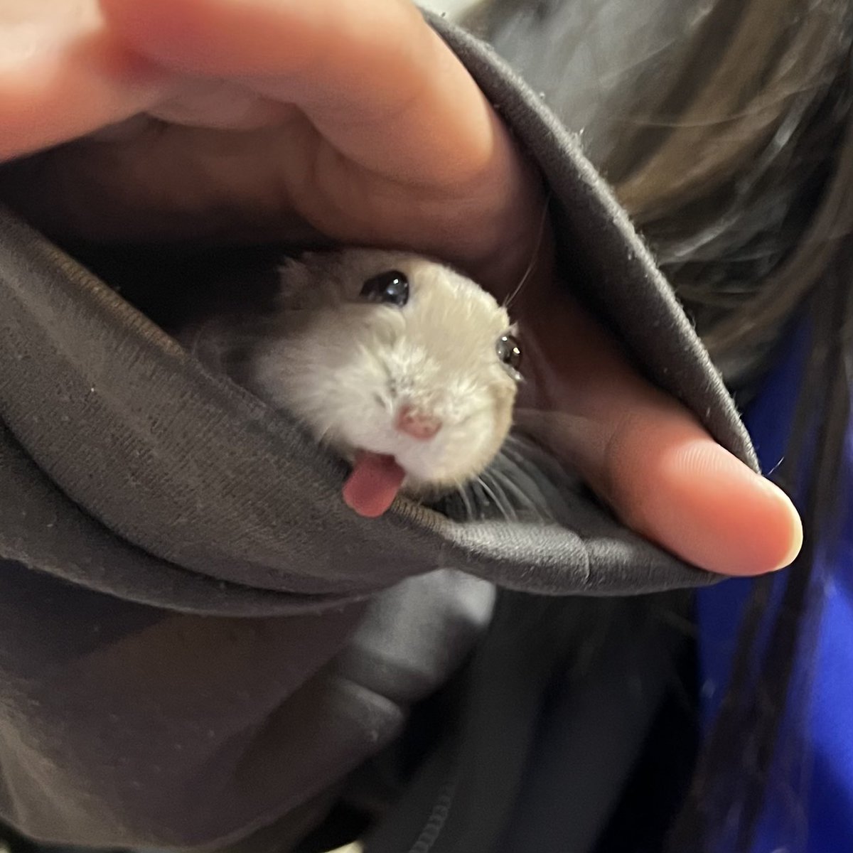 まろ🐹ちまちゃん︎︎ ♀ tweet media