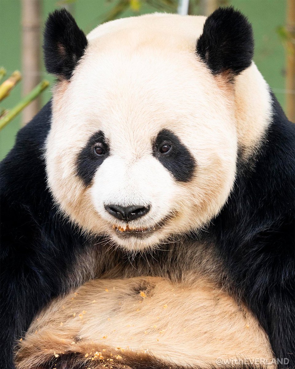 아보카도잼 tweet media