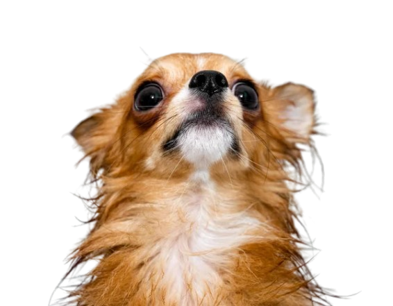 Bataraky | 🇻🇪 tweet media