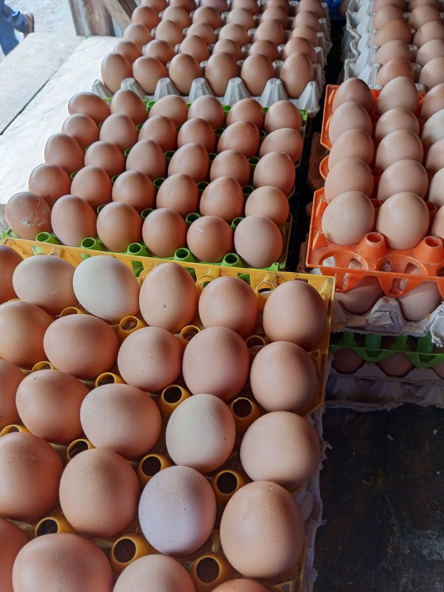 Tope A teacher & A Farmer I Will Never Give Up 💪) tweet media