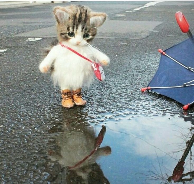 parthak ✧ tweet media