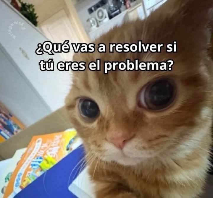 Dilo con gatitoz (@dilocongatitoz) on Twitter photo 