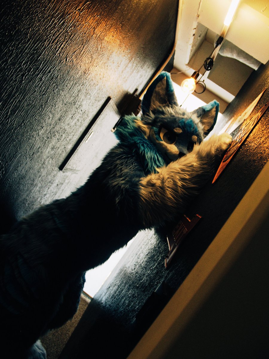 🐾화울(Whaul)🐾 tweet media