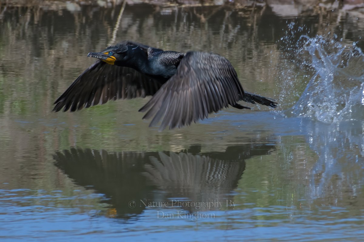 Dan Kinghorn tweet media