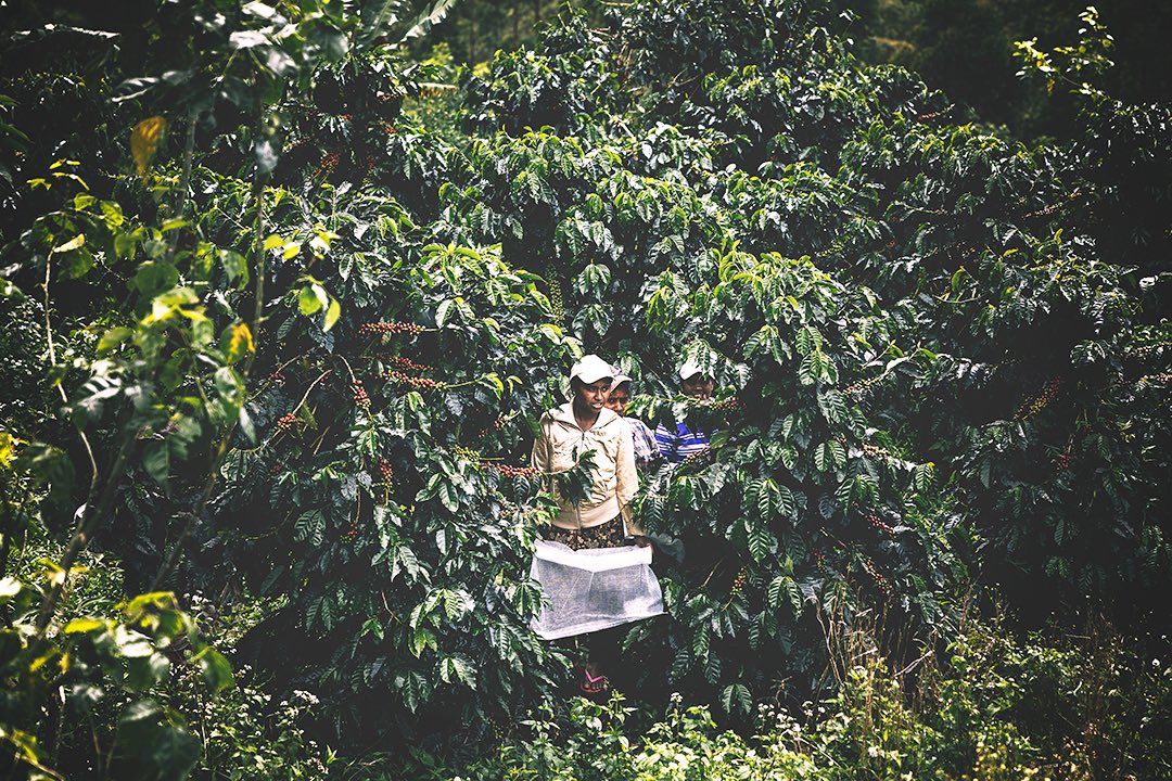 Son of the Morning Light tweet media